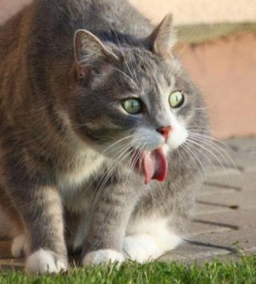 猫发吐没精神不吃东西