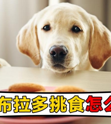 拉布拉多吃东西吐怎么办
