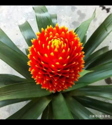 菠萝花的养殖方法