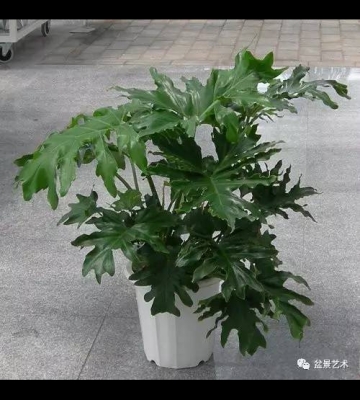 春羽的栽培管理.