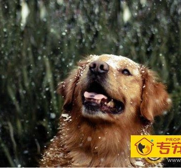 金毛狗不吃东西感冒怎么治