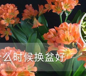 花换完盆需要注意事项