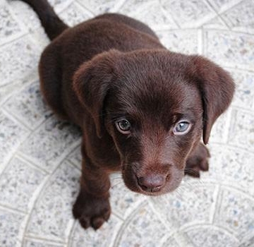 怎样训练东德犬看家