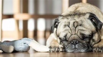 狗狗心脏肥大吃东西