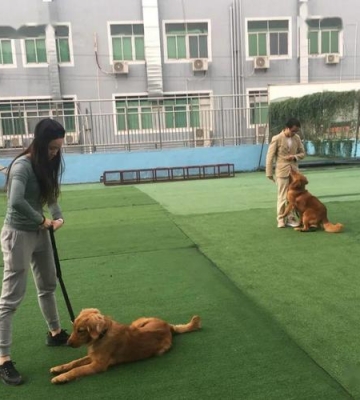 深圳宠物训练导师