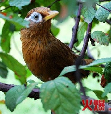 怎么训练画眉鸟