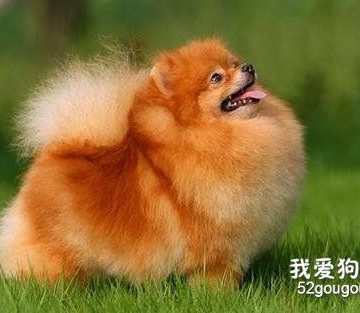 博美的训练方法