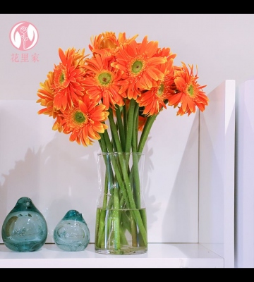 瓶插非洲菊注意事项