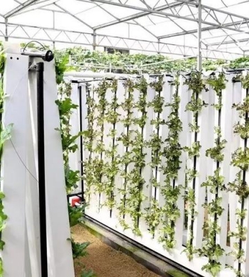 蔬菜倒挂雨淋栽培