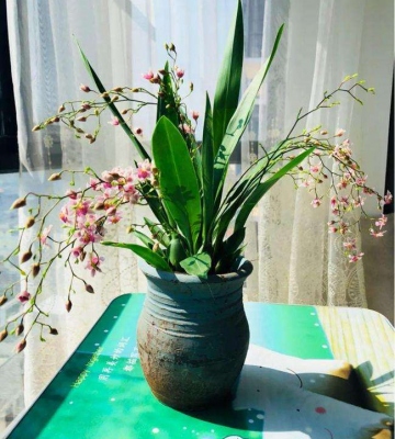 洋兰的养殖方法