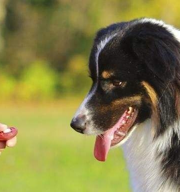 训练狗狗什么技巧