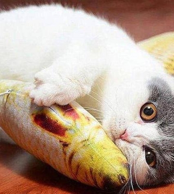 怎么让猫多吃东西