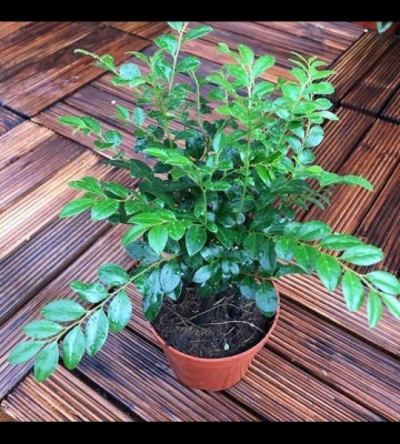 小叶紫檀的人工栽培