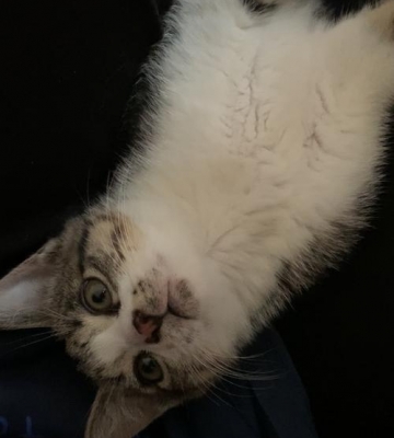猫下巴有黑色的东西是什么原因