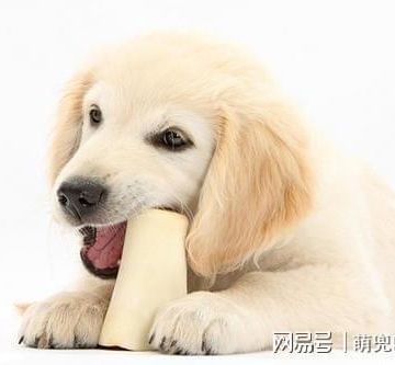 狗在磨牙期乱咬东西怎么办