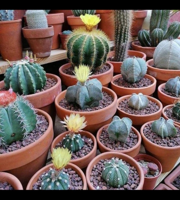多肉仙人掌怎么种植方法