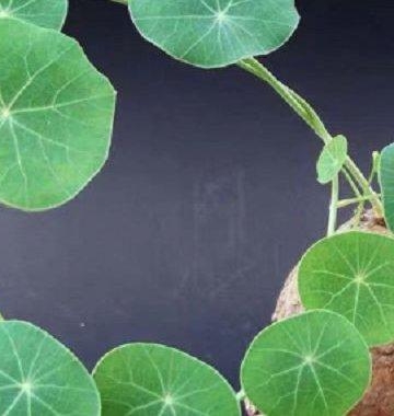 山乌龟栽培技术