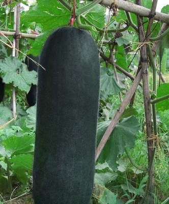冬瓜保护地栽培