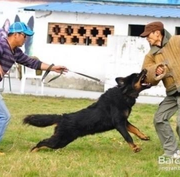 工作犬扑咬训练视频