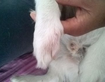 狗狗脚趾长东西怎么回事