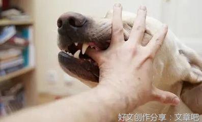 狗咬东西怎么教育