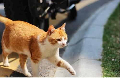 怎么让猫不害怕东西