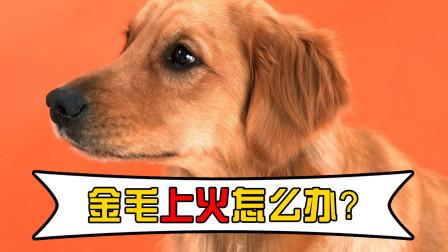 金毛上火怎么办长东西怎么办