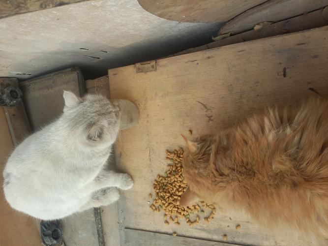 四个月的猫不吃东西怎么办