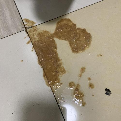 猫咪呕吐并有虫子不吃东西