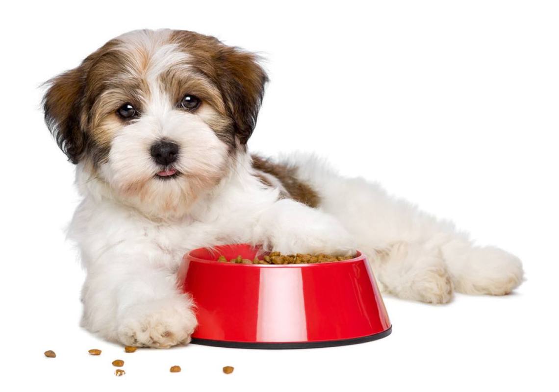 2月幼犬不爱吃东西