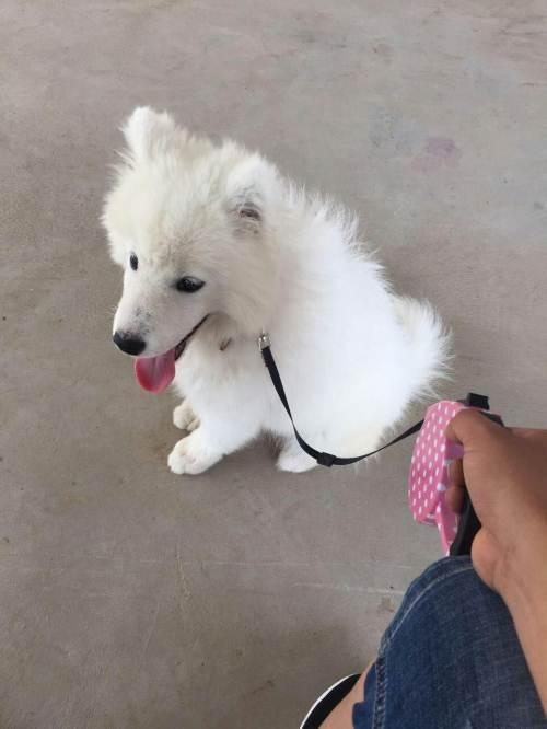 萨摩耶两个月咬东西怎么办