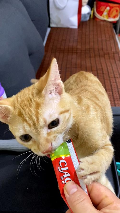 大猫换新家不吃东西