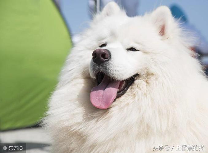 萨摩不能吃的有多少东西怎么办