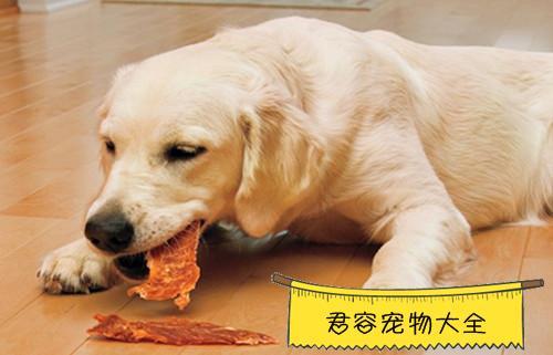 狗狗生完小狗不吃东西怎么办