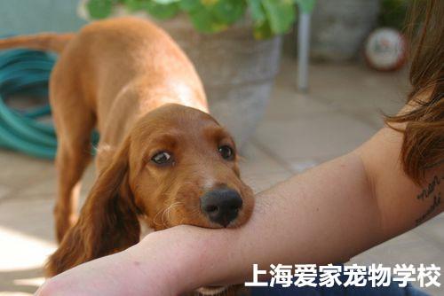 狗狗要怎么教不乱咬东西