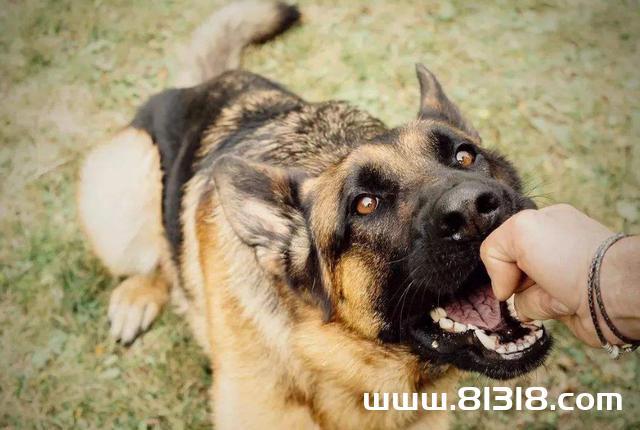 幼犬撕咬东西怎么办