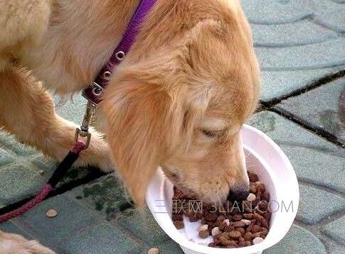 狗狗喂食需注意什么东西