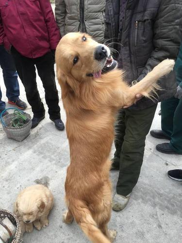 金毛拎东西