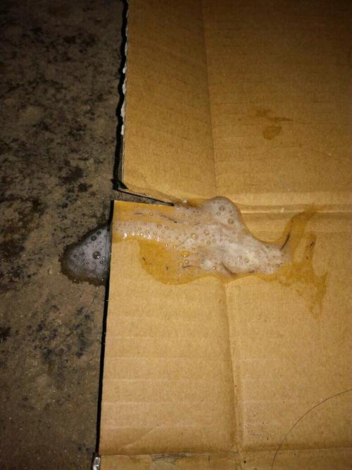 刚买的狗狗拉了白色的东西