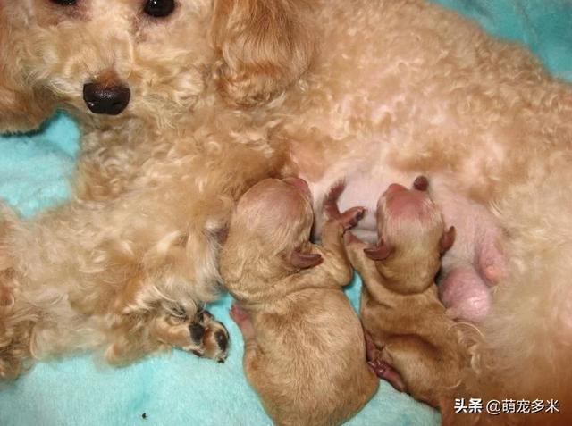 狗狗生产后准备什么东西