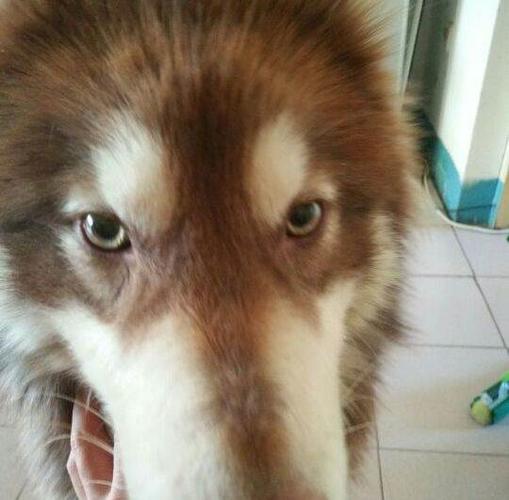 阿拉斯加杂交犬幼犬不吃东西怎么办