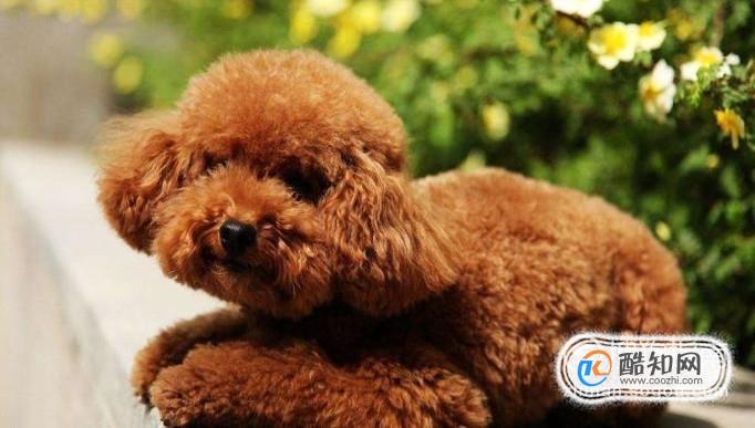 泰迪犬生理期间怎么不愿意吃东西
