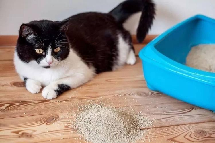 猫咪在家乱捣东西怎办