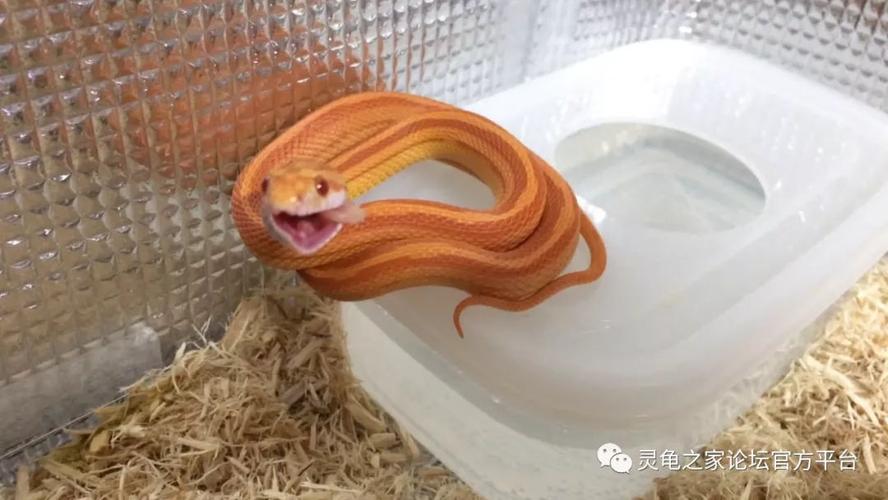 宠物蛇不吃东西怎么办