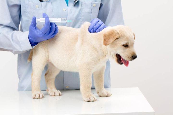 狗狗打疫苗后没精神不吃东西怎么办