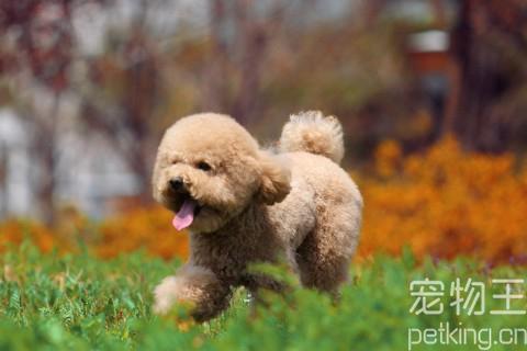 泰迪狗怀孕后应该注意什么东西