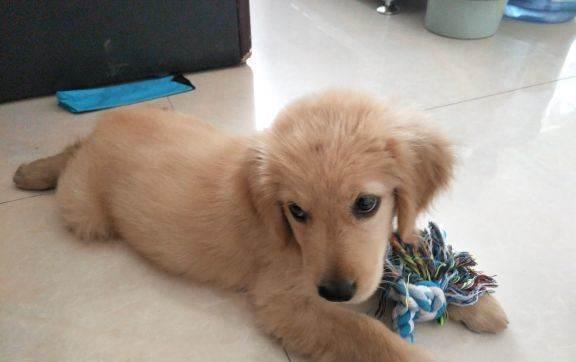 金毛幼犬老爱咬东西怎么办
