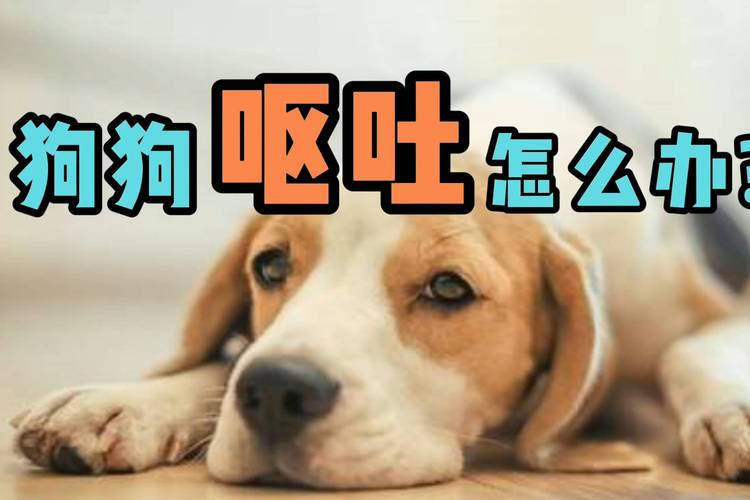 狗吃坏东西呕吐怎么办