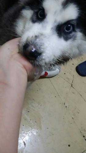 狗狗吃错东西就拉稀怎么办啊