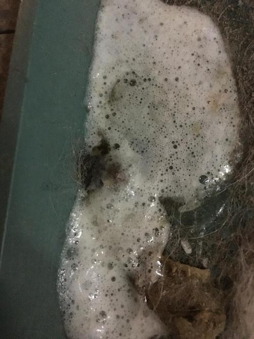狗突然吐出白色的东西怎么办